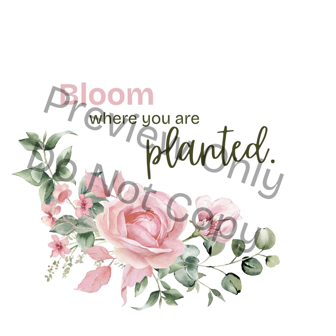 Bloom Where You Are Planted PNG | Inspirational Rose Floral Sticker for Crafts & Wall Art